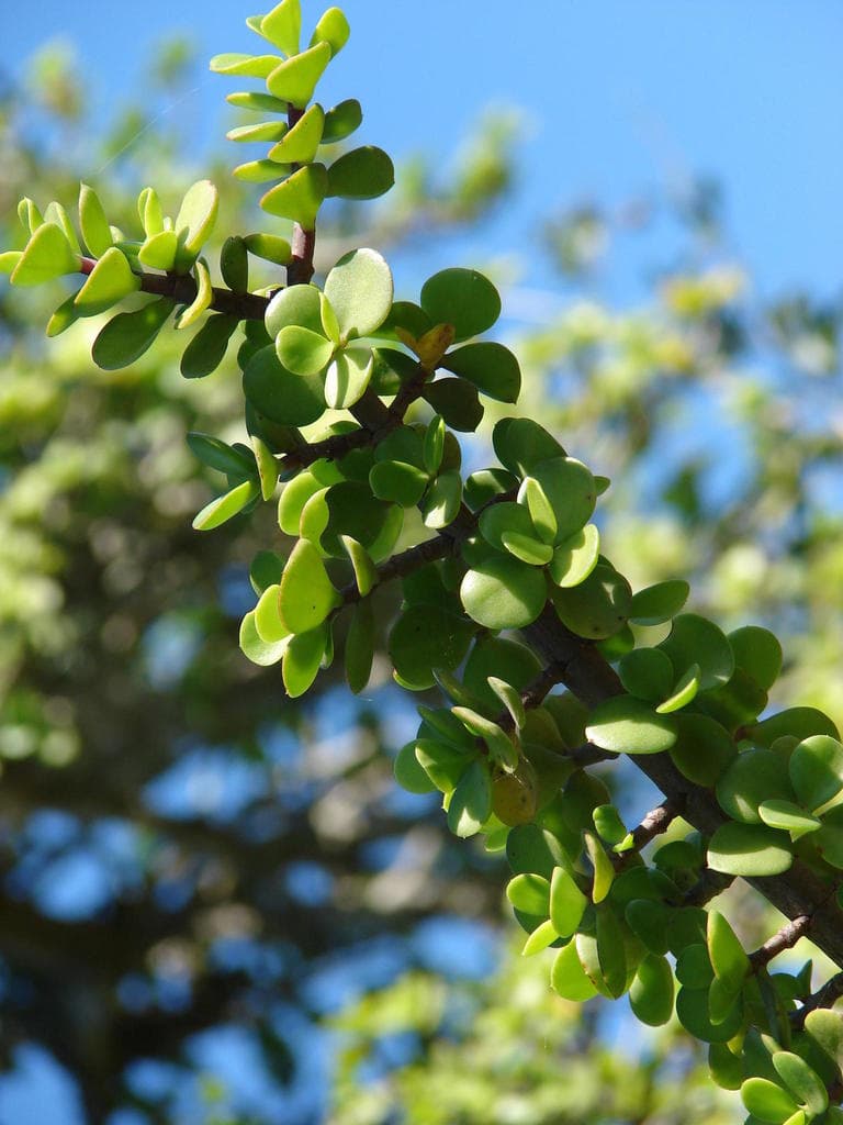 Spekboom, the carbon-storing succulent Spekboom is named after